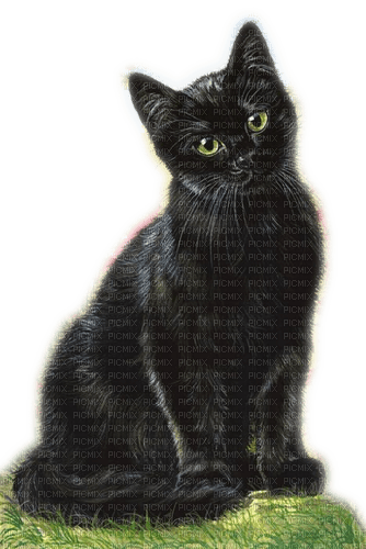 Rena black Cat Katze - PNG gratuit