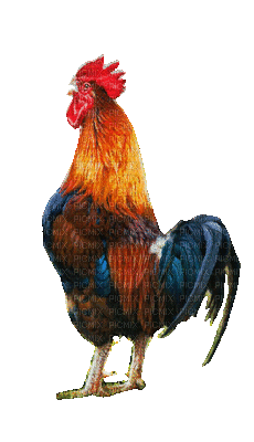 chicken bp - Darmowy animowany GIF