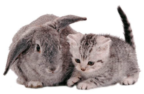 rabbit and cat by nataliplus - png grátis
