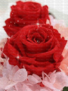 Rosa Roja - Nemokamas animacinis gif