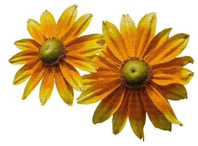 flowers-yellow - nemokama png