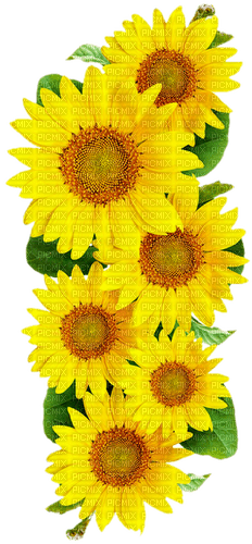 Sunflowers.Brown.Yellow - zdarma png