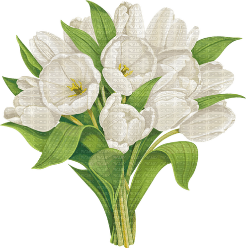 white tulips Bb2 - besplatni png