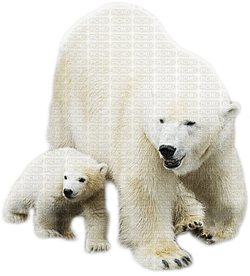 ours polaire - bezmaksas png