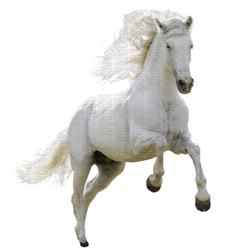✶ Horse {by Merishy} ✶ - PNG gratuit