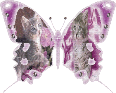 papillon chats - GIF animasi gratis