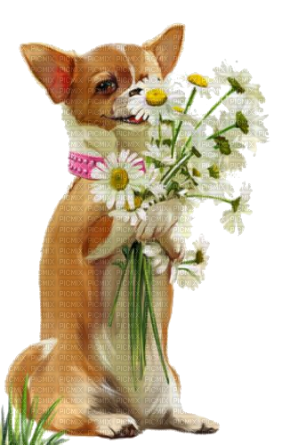 Hund mit Blumen - png ฟรี