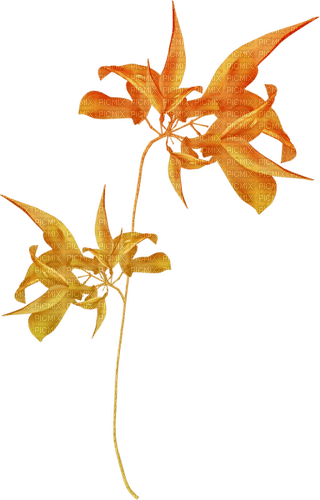 Fleurs.Orange.Flowers.Deco.Victoriabea - 無料png