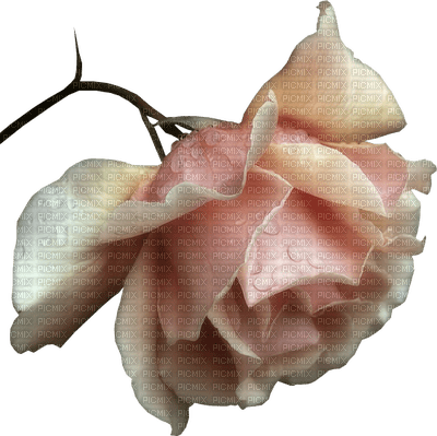 Fleur.Flower.Rose.pink.Victoriabea - png gratis