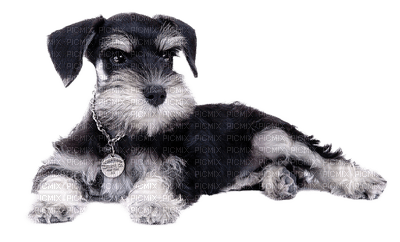 Chien.Dog.Perro-Victoriabea - nemokama png
