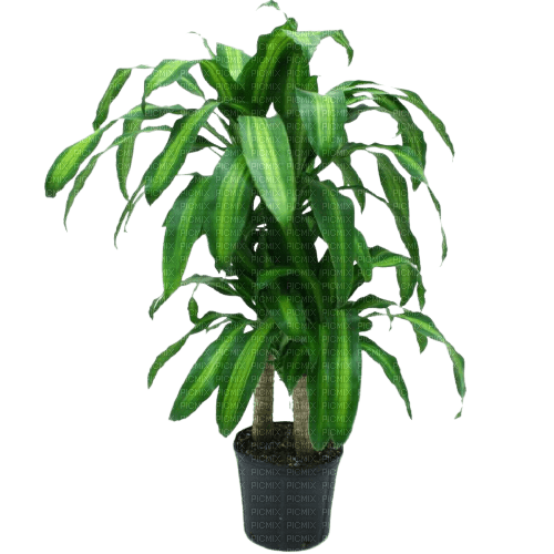 Plante - Free PNG