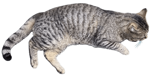 Brown tabby cat - nemokama png