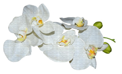 орхидея - zadarmo png