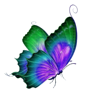 butterfly - Ingyenes animált GIF