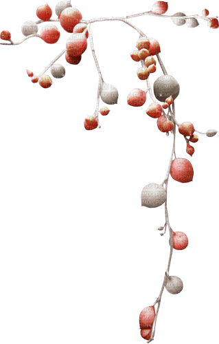 Branche - nemokama png