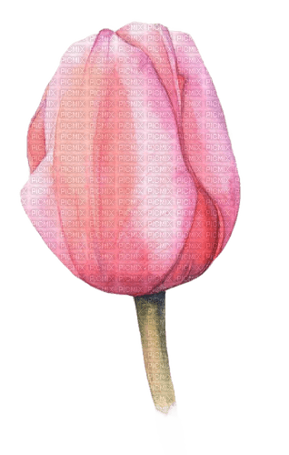 Tulpe, rosa - nemokama png