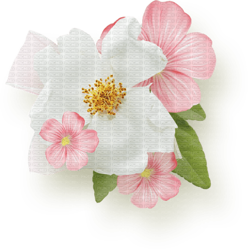 Flowers Decoration - PNG gratuit