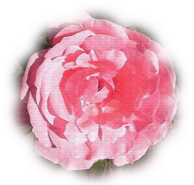 rose 10 - gratis png