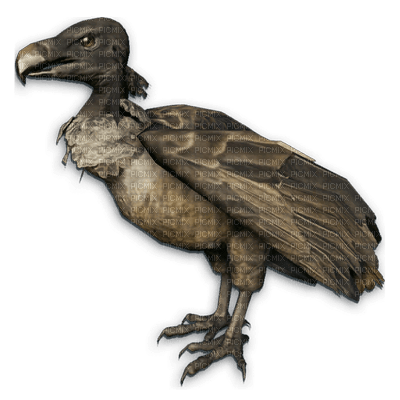 vulture - darmowe png