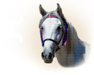horse - Nitsa - zdarma png