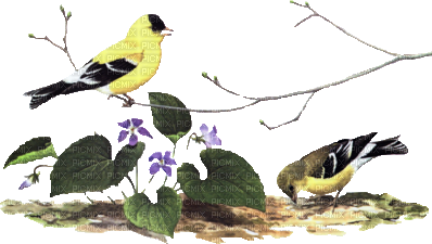 yellow bird - png gratis