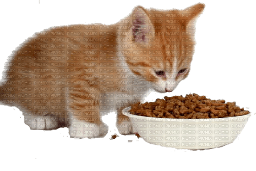 Kitten eating - бесплатно png
