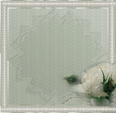 minou-frame-white-rose - zadarmo png