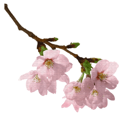 Kaz_Creations Flowers Flower Branch - zadarmo png