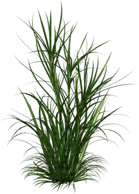 Kaz_Creations Garden Deco Grass - бесплатно png