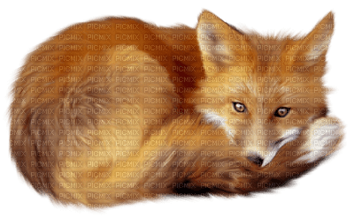 Kaz_Creations Animals Animal Fox - zadarmo png