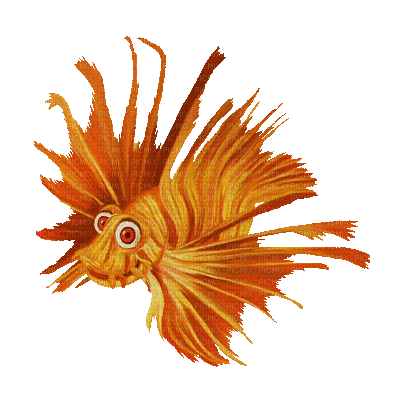 fish deco poisson - Δωρεάν κινούμενο GIF