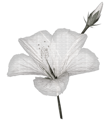 flowers anastasia - png grátis