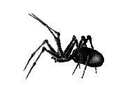 insecte - Animovaný GIF zadarmo