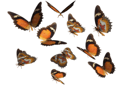 Kaz_Creations Butterflies Butterfly - zdarma png