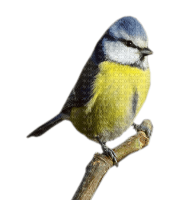 bird - 免费PNG