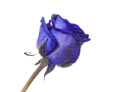 rose bleue - nemokama png