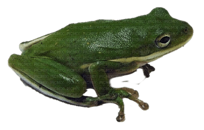 frog - png gratis