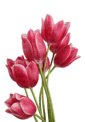 Flowers pink bp - zadarmo png