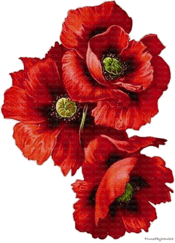 Blumen, Mohn, Poppy - gratis png