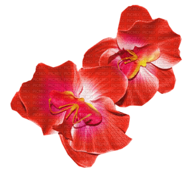 fleurs ( - ingyenes png