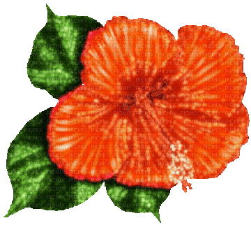 Animated.Flower.Orange - By KittyKatLuv65 - Бесплатный анимированный гифка