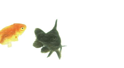 aze poisson s34 - Безплатен анимиран GIF