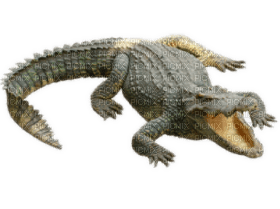Kaz_Creations Crocodile Alligator - zdarma png