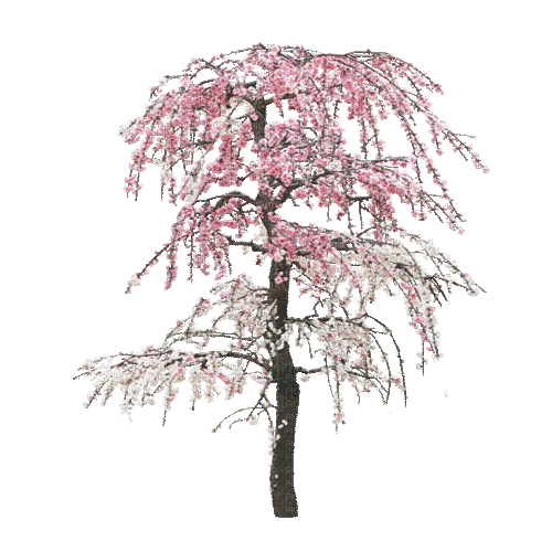 spring blossom pink tree - GIF animate gratis