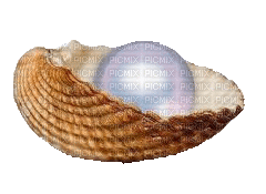 shellfish deco - Animovaný GIF zadarmo