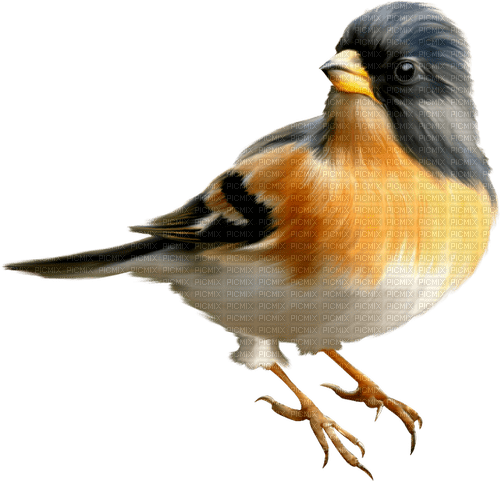 oiseaux - бесплатно png