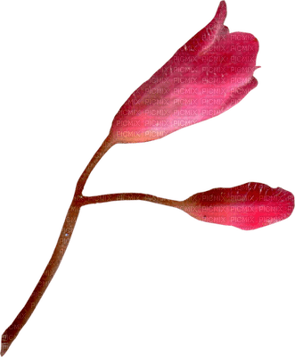 flowers-pink-minou52 - PNG gratuit