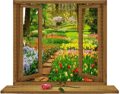 flower,tulip,window - PNG gratuit