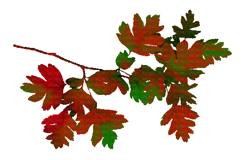 Branch.Leaves.Red.Green.Animated - KittyKatLuv65 - Bezmaksas animēts GIF