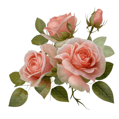 flowers, rose - bezmaksas png